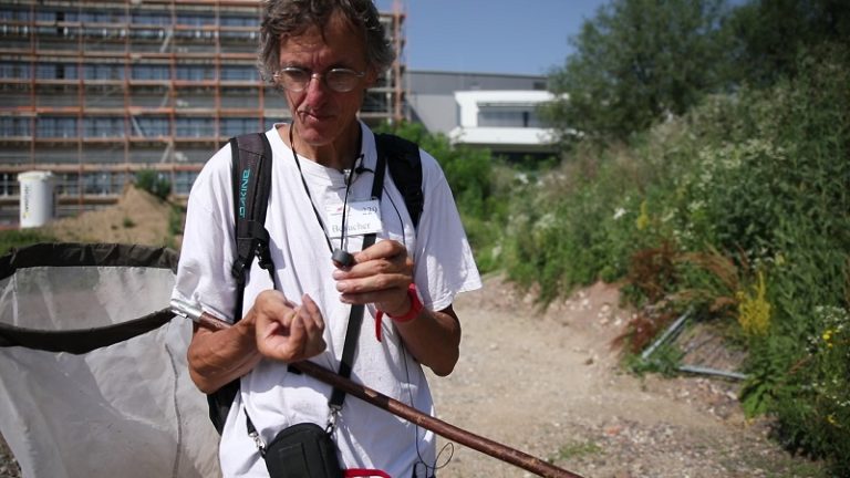 Klaus Rennwald, Dipl.-Biologe, kartierte die Insekten mit Schwerpunkt Wildbienen im Jahr 2019 und listete deren pollen- und nektarspendenden Blütenpflanzen auf.